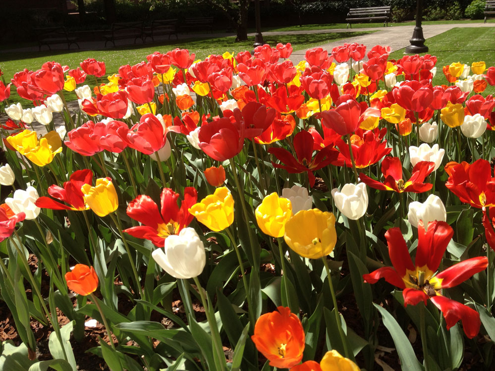 garden-flowers